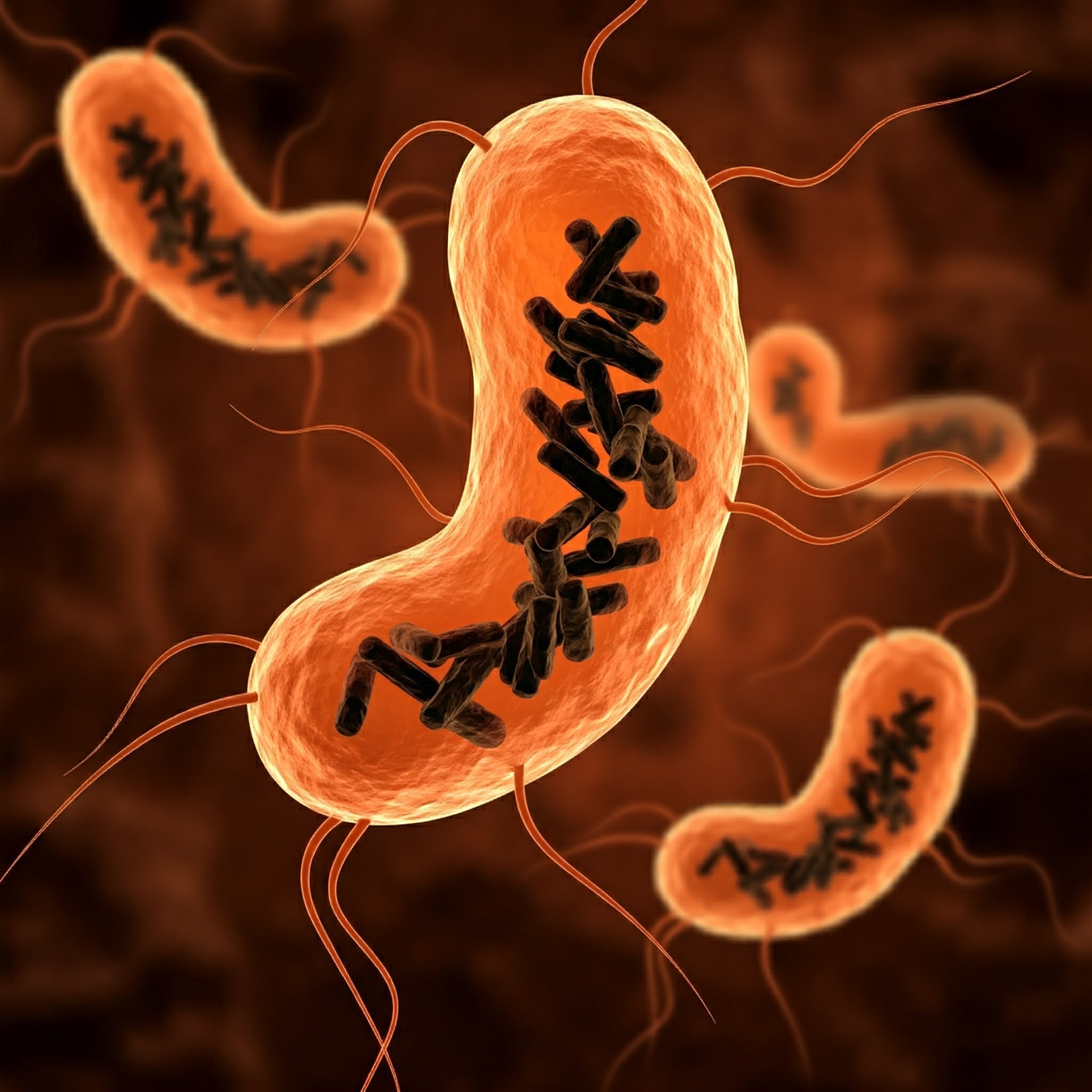 Recreación de bacterias intestinales (células en color naranja) infectadas por Obeliscos (varillas negras). IBMCP (CSIC-UPV)_0.jpg